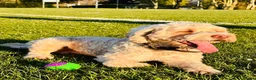 Cockapoo dogs for stud: 🐾 Beautiful Cockapoo Stud Exceptional Temperament in Heywood - Advert 7