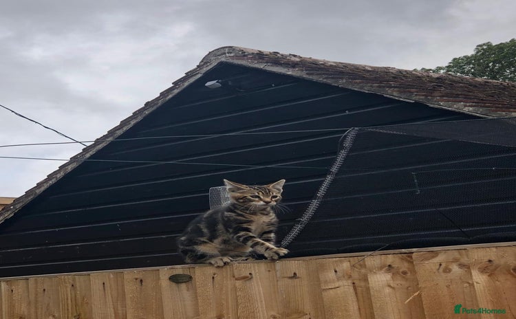 Bengal cats - Advert 12