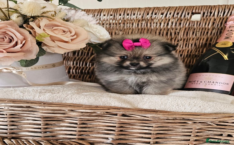 Pomeranian dogs - Advert 7