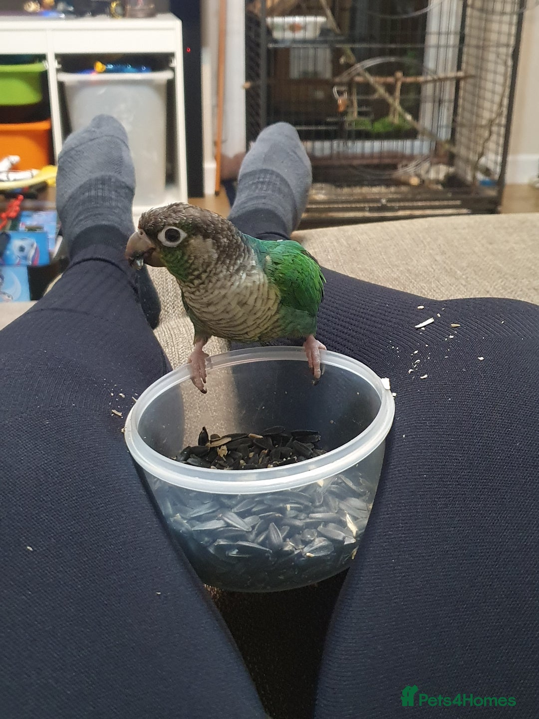 Conures birds for sale: Beautiful Blue Conure Parrot for Sale – 1 Year Old - Image 3