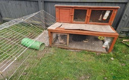 Netherland Dwarf rabbits for sale: Sister and brother - Image 3