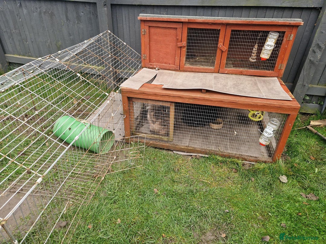 Netherland Dwarf rabbits for sale: Sister and brother - Image 3