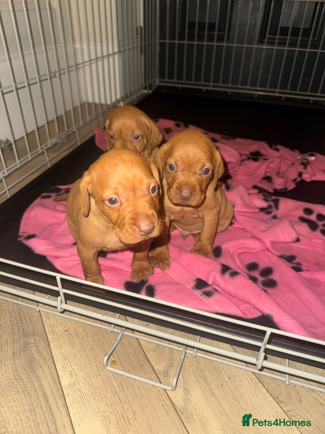 Hungarian Vizsla dogs for sale: Hungarian Vizsla KC Puppies excellent Pedigree - Advert 30