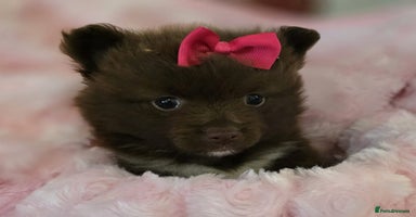 Pomeranian dogs - Advert 13