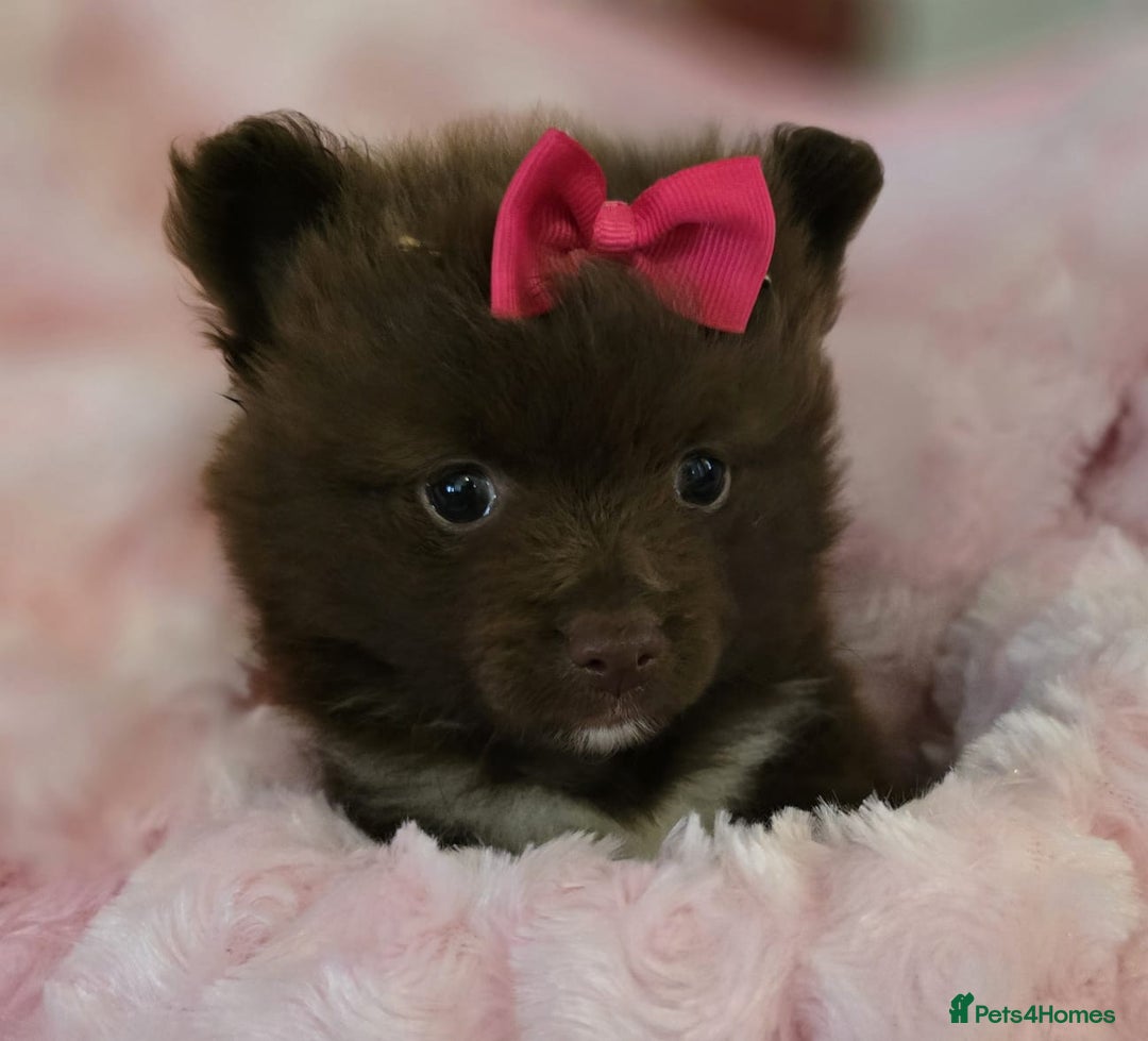 Pomeranian dogs for sale: Pomeranian puppies  - Image 2