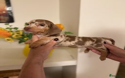 Miniature Dachshund dogs for sale: BEAUTIFUL MINIATURE DACHSHUND DAPPLE FEMALE K.C - Image 3