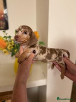Miniature Dachshund dogs - Advert 13