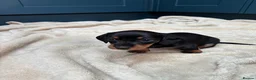 Miniature Dachshund dogs for sale: KC registered health tested miniature dachshunds - Advert 13