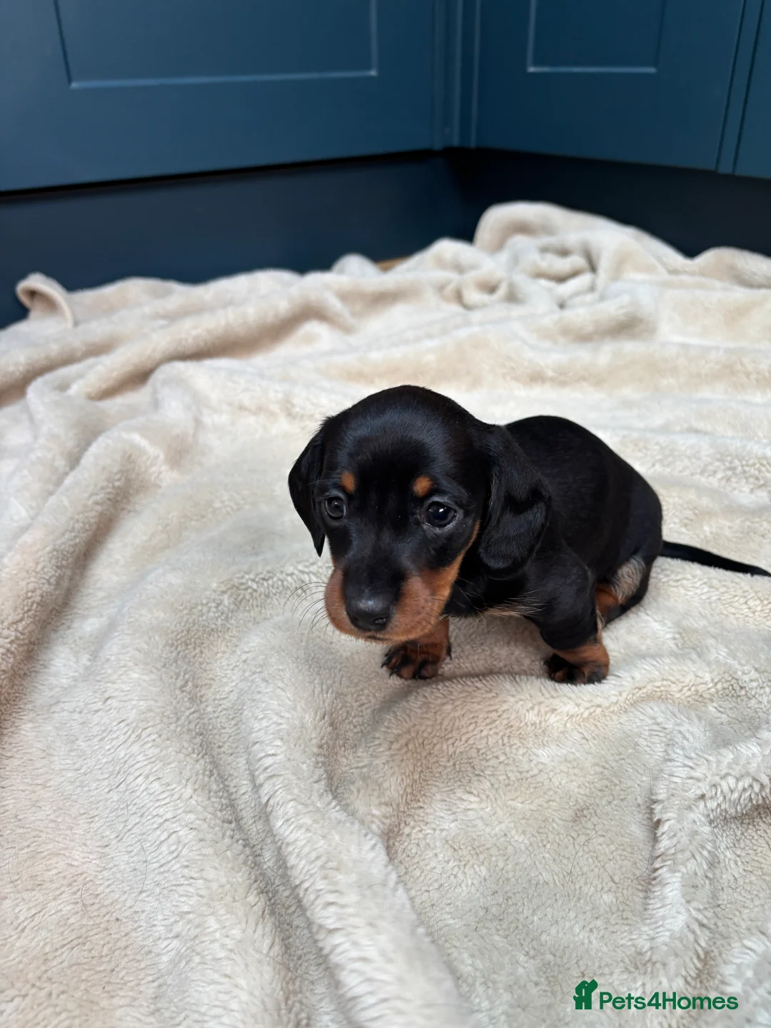 Miniature Dachshund dogs for sale: KC registered health tested miniature dachshunds - Advert 13