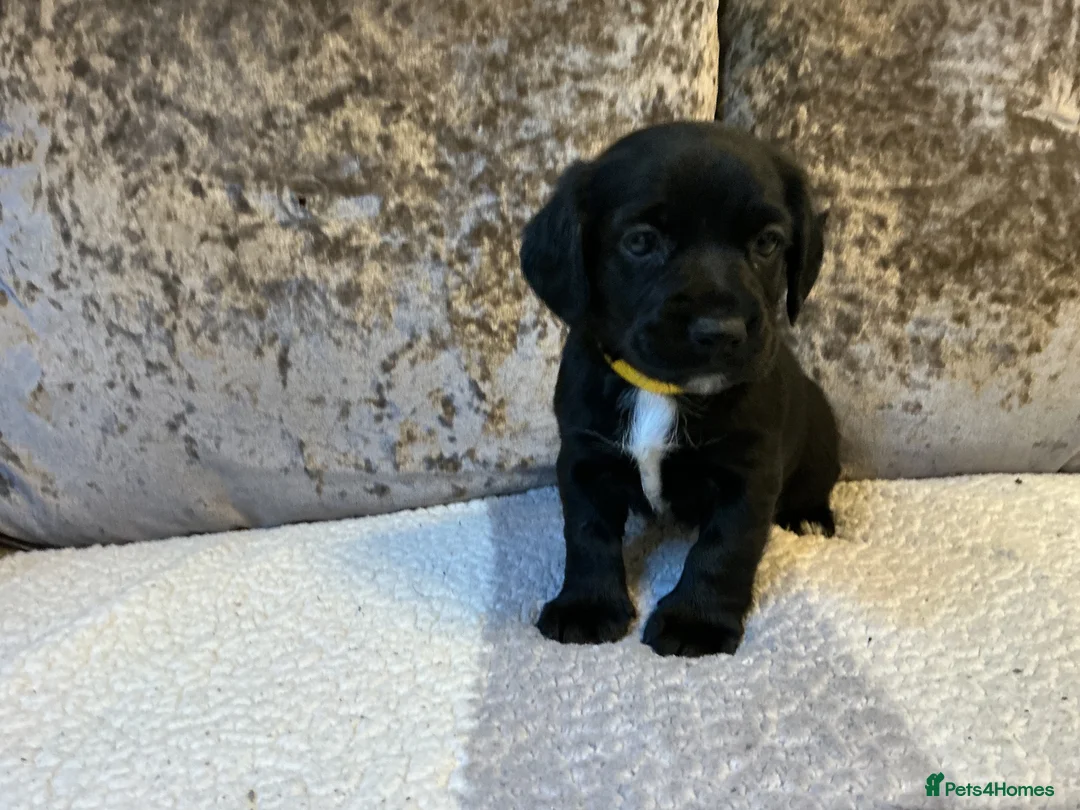 Mixed Breed dogs for sale: Cocker jacks - Advert 2