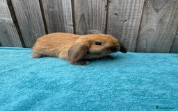 Mini Lop rabbits for sale: Mini lop babies ready to go - Image 7