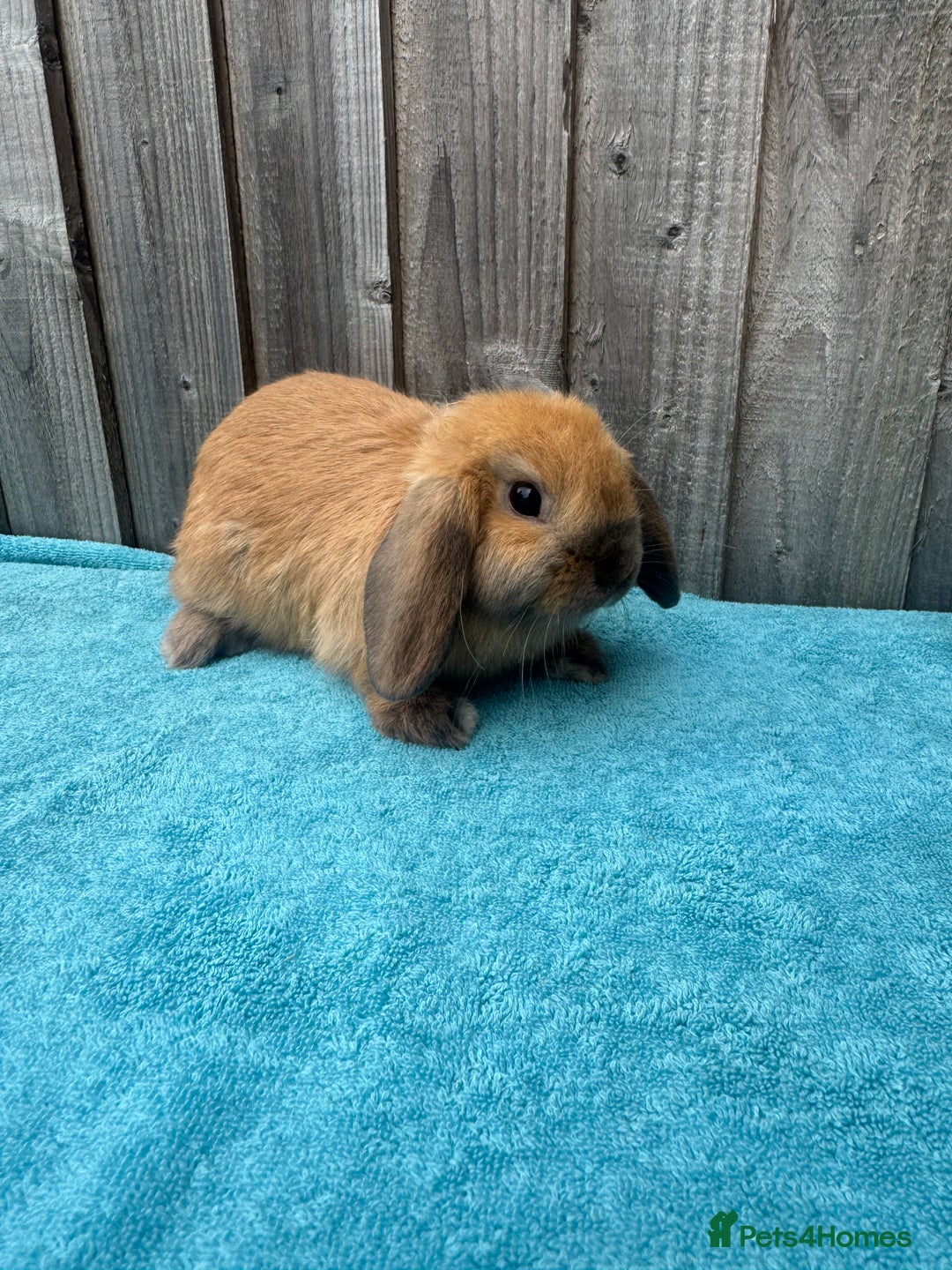 Mini Lop rabbits for sale: Mini lop babies ready to go - Image 7