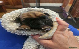 Boxer dogs for sale: 🌟KC REG BOBTAIL BOXER PUPS🌟 - Image 19