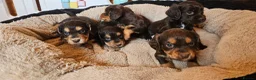 Cocker Spaniel dogs for sale: 5 STUNNING KC WORKING TYPE COCKER SPANIELS  - Advert 30