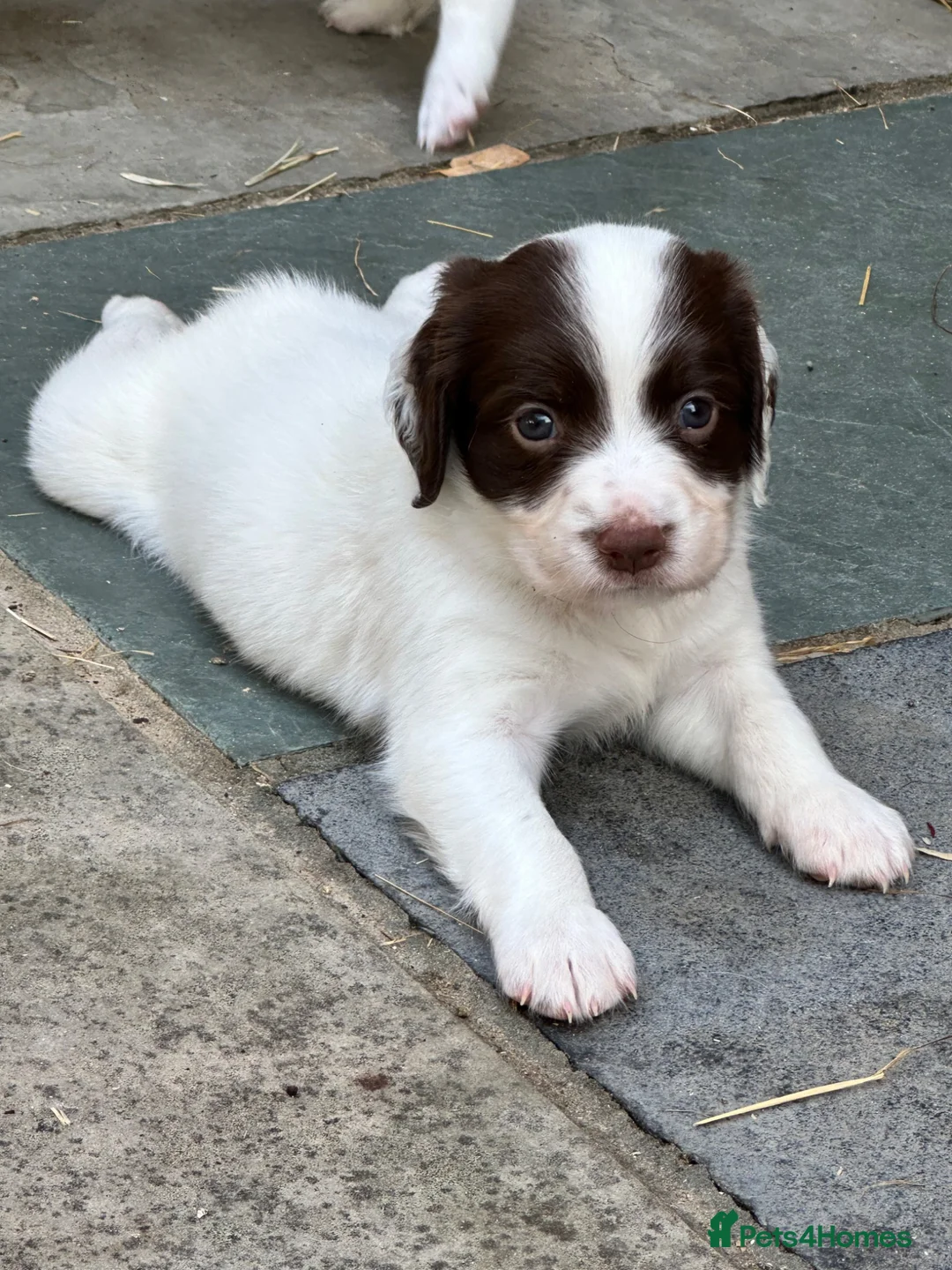 English Springer Spaniel dogs for sale: Lovely boy left £1055,Kc reg, health cleared  - Advert 2