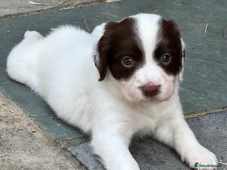 English Springer Spaniel dogs Lovely boy left £1055,Kc reg, health cleared - Advert 2