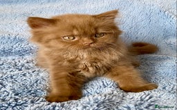 British Longhair cats for sale: Champion line kittens - Image 2