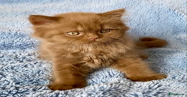 British Longhair cats - Advert 4