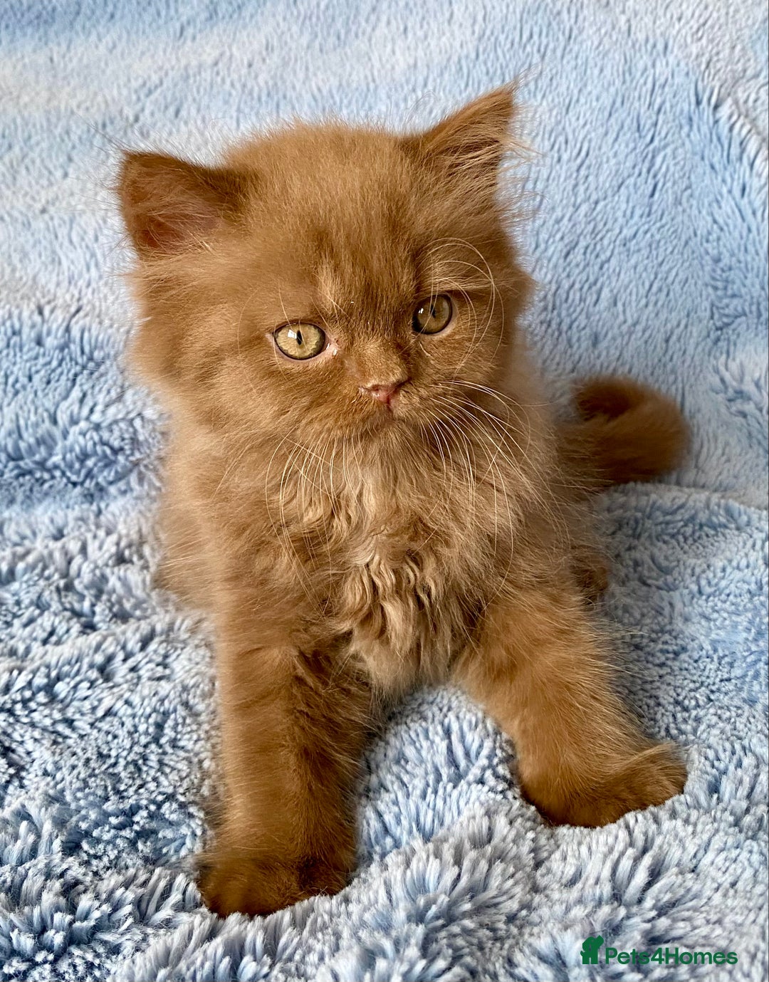 British Longhair cats for sale: Champion line kittens - Image 2