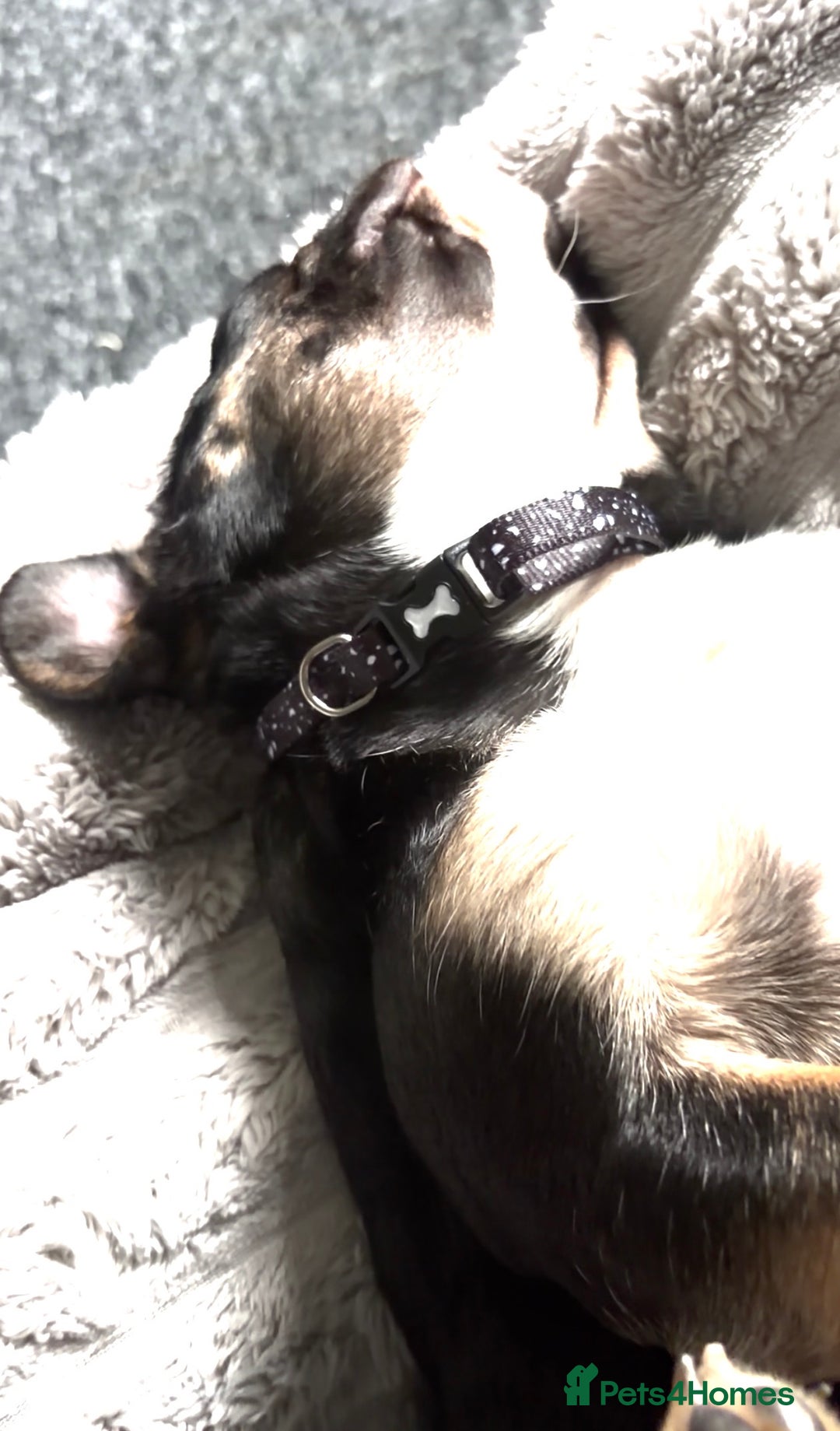 French Bulldog dogs for sale: French Bulldog KC Registered - 💕Female💕 - Advert 10