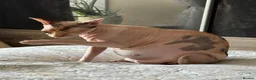 Sphynx cats for sale: sphynx kittens for reservations  - Advert 13