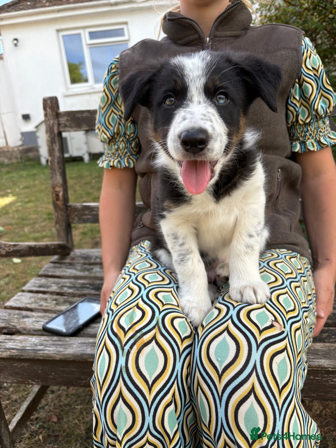 Border Collie dogs for sale: Collie pups   - Image 2