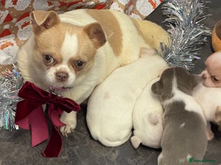 Chihuahua dogs Kc registered chihuahua pups - Advert 14