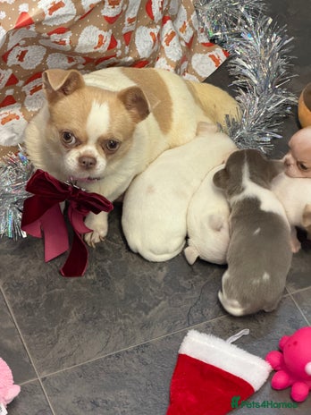 Chihuahua dogs - Advert 7