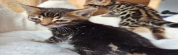 Bengal cats for sale: Beautiful Bengal Kittens ✨️ - Advert 6