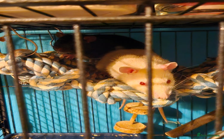 Rat rodents - Advert 2