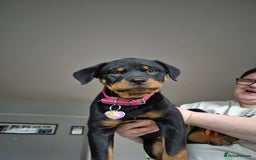 Rottweiler dogs for sale: Rottweiler puppy female  - Image 5
