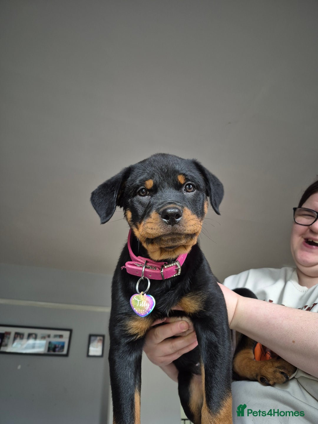 Rottweiler dogs for sale: Rottweiler puppy female  - Image 5