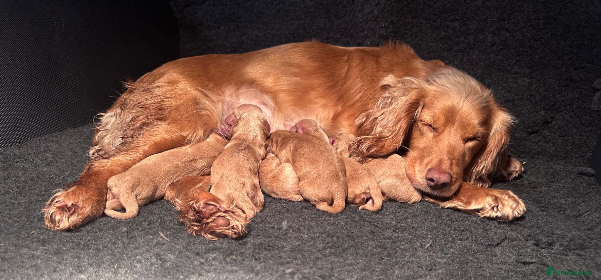 Cocker Spaniel dogs Working Cocker spaniel puppy’s for sale - Advert 6