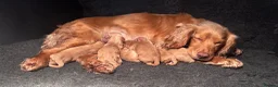 Cocker Spaniel dogs for sale: Working Cocker spaniel puppy’s for sale - Advert 1