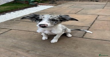 Border Collie dogs in Southampton - Advert 4