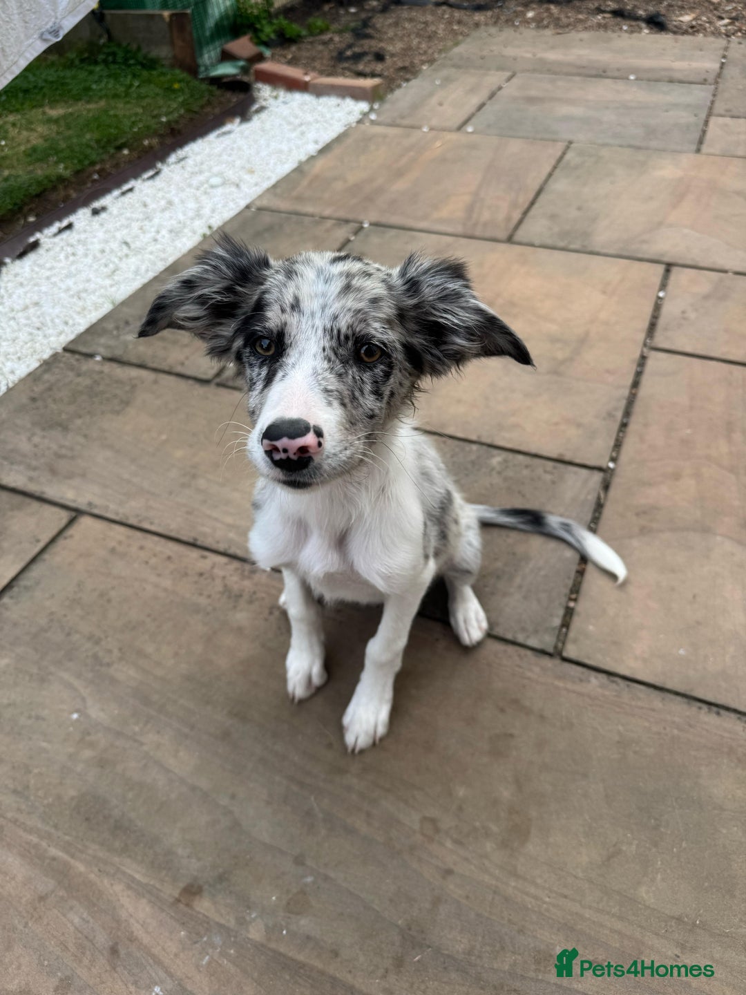 Border Collie dogs for sale: Border Collie puppy looking 4 loving forever home in Southampton - Image 3