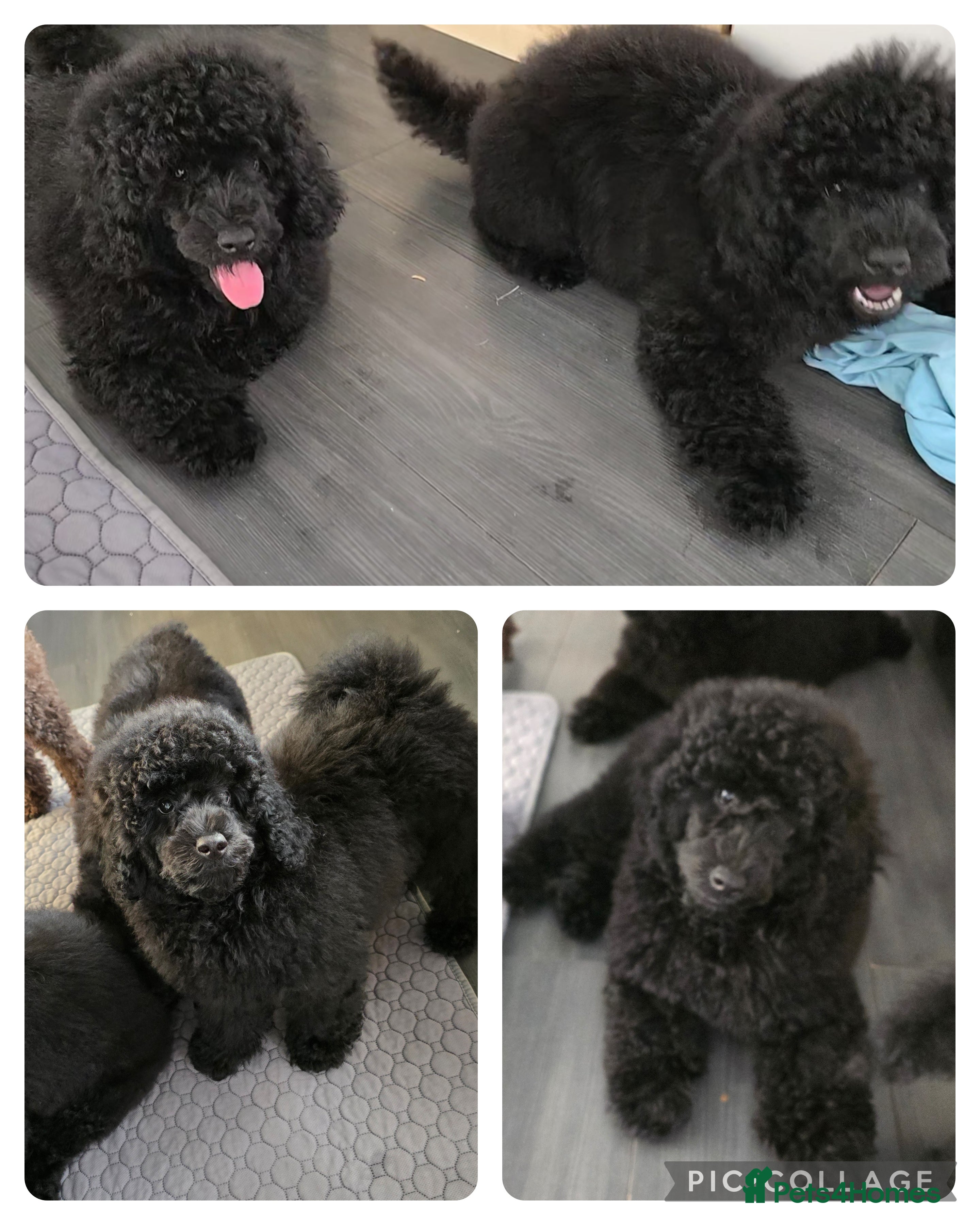 miniature poodle puppies for sale kennel club