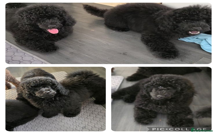 Miniature Poodle dogs in Chelmsford - Advert 10