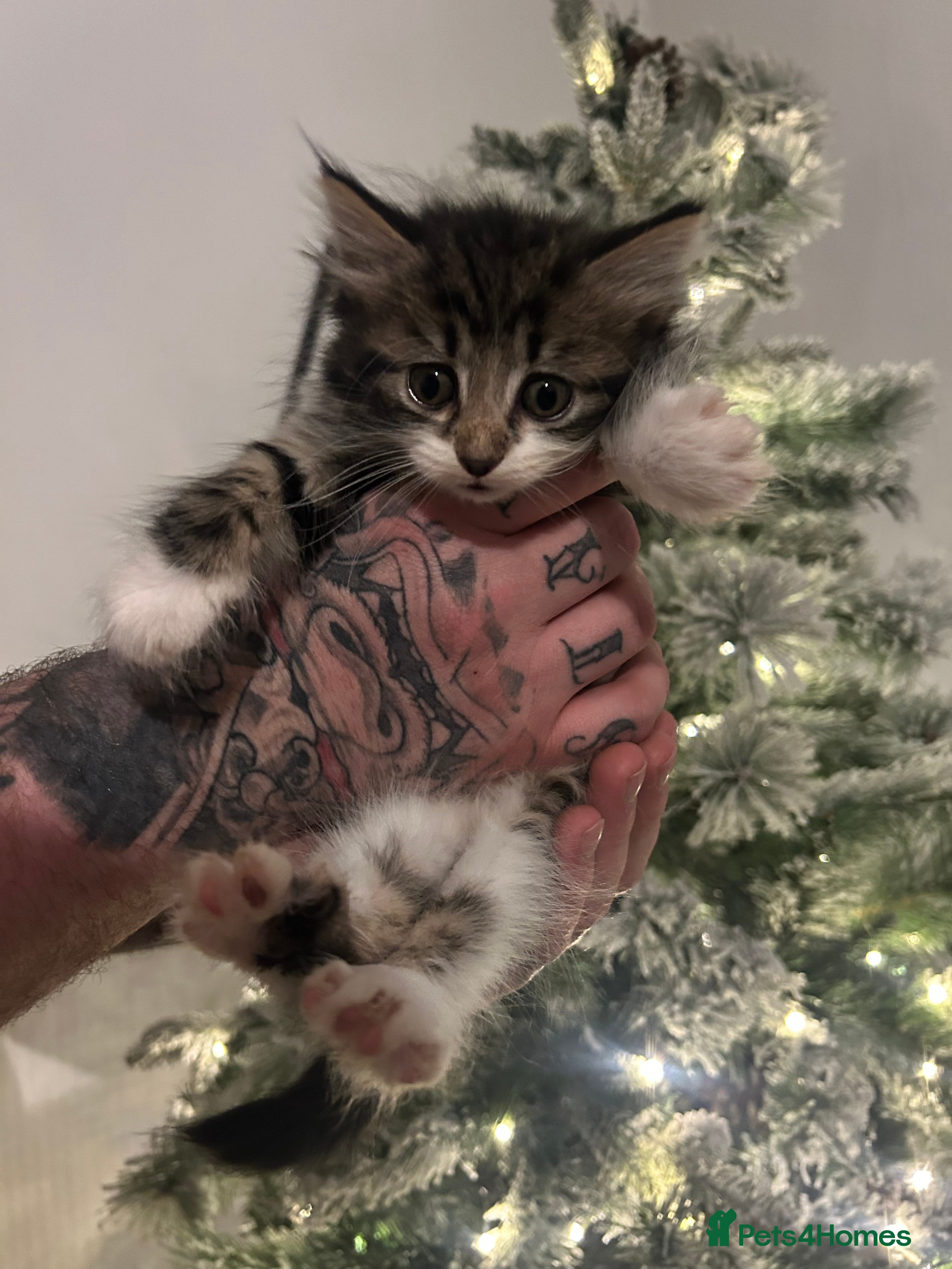 Mixed Breed cats Beautiful kittens  - Advert 9