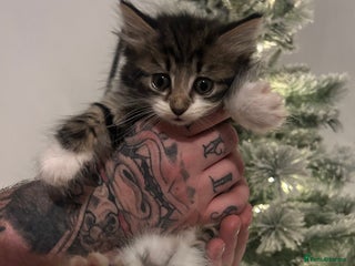 Mixed Breed cats Beautiful kittens - Advert 9