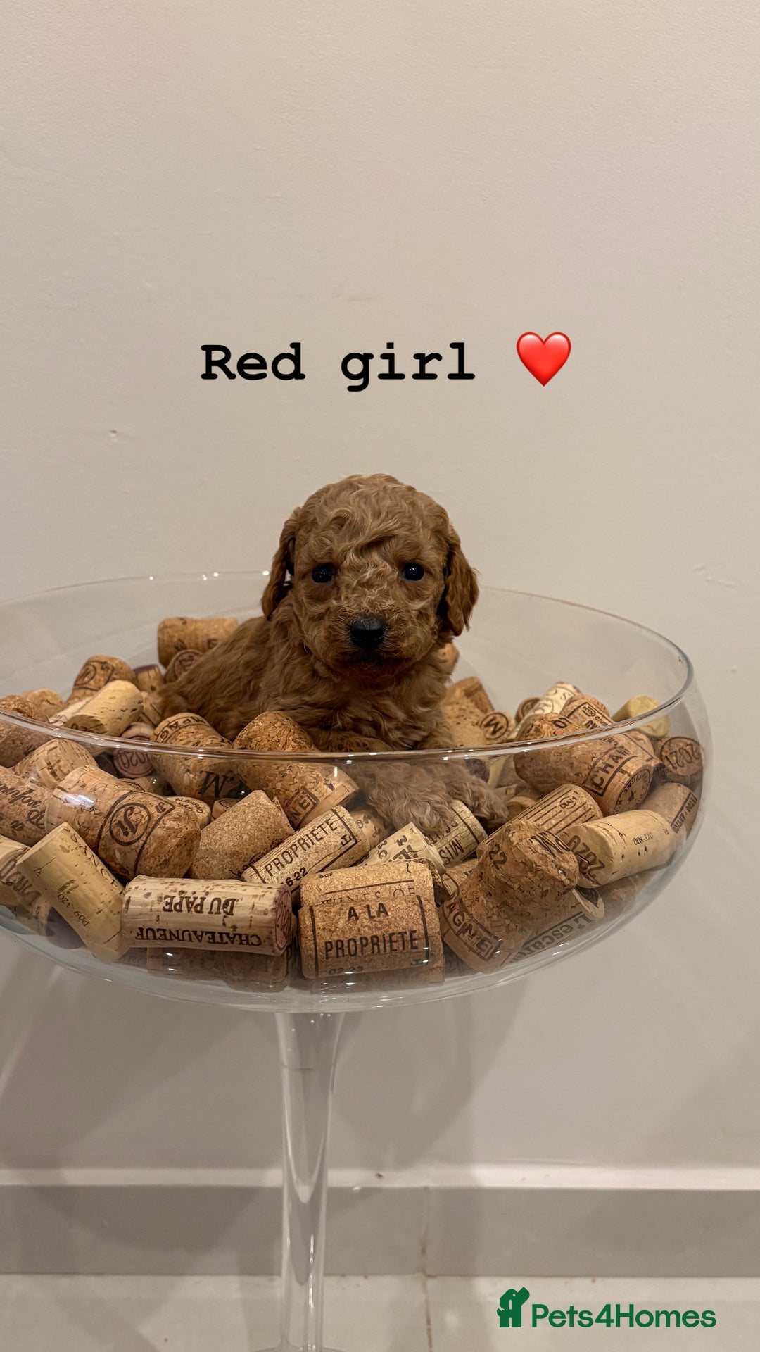 Cockapoo dogs for sale: Beautiful fox red cockapoo puppies - Advert 4