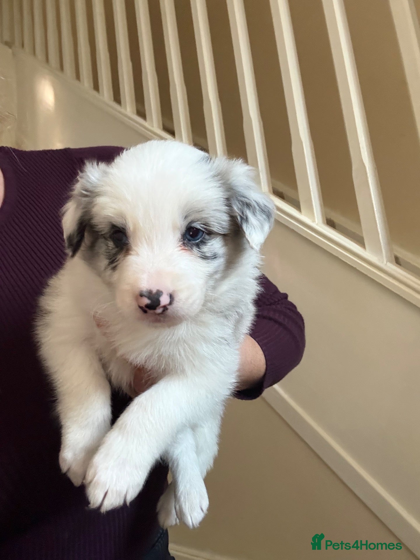 Border Collie dogs  Long coated pure bred collie puppies blue merles  - Advert 1