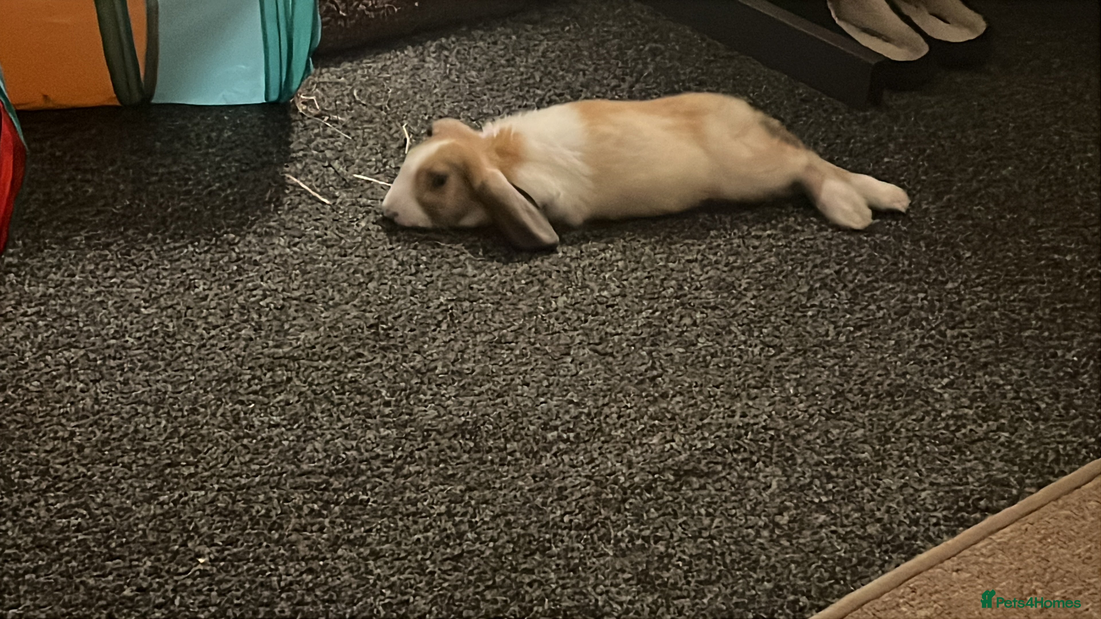 Mixed Breed rabbits cute and playful bunny with all her stuff - Advert 2