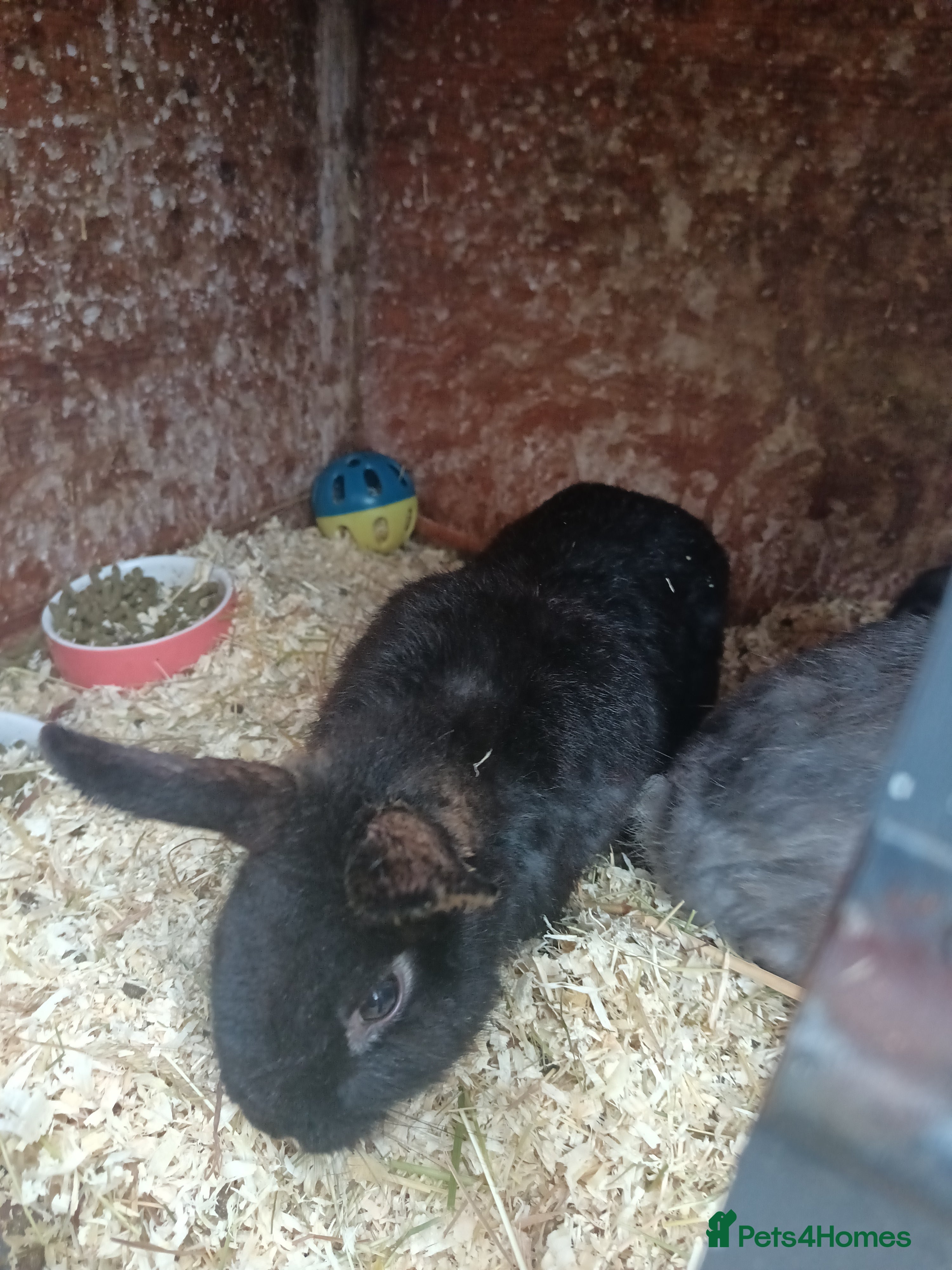 Mixed Breed rabbits Two male rabbits for rehoming - Advert 6