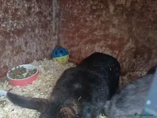 Mixed Breed rabbits Two male rabbits for rehoming - Advert 6