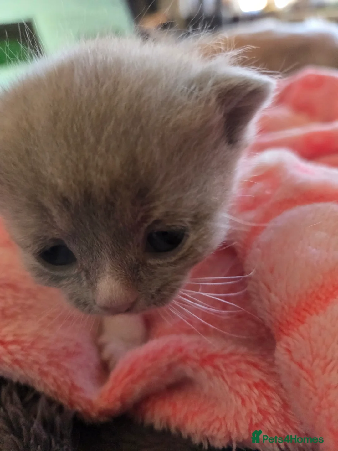 British Shorthair cats for sale: Beautiful lilac gccf registerd litter - Advert 2
