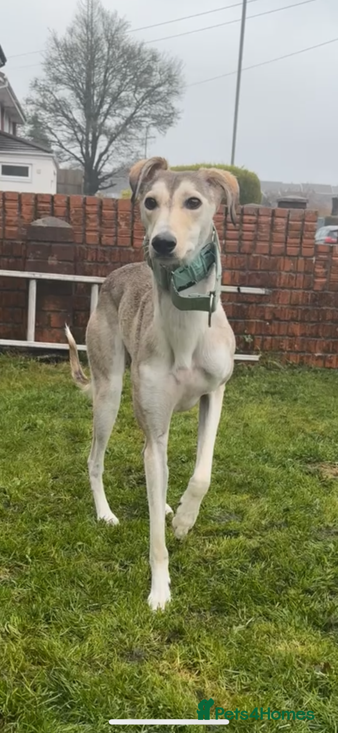 Mixed Breed dogs for sale: nova  - Advert 8