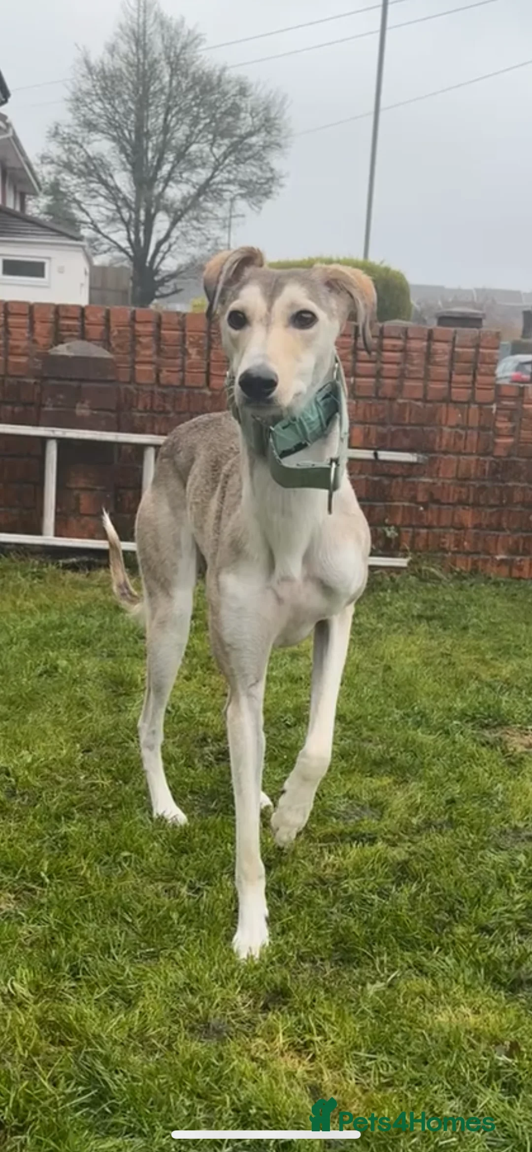 Mixed Breed dogs for sale: nova  - Advert 8