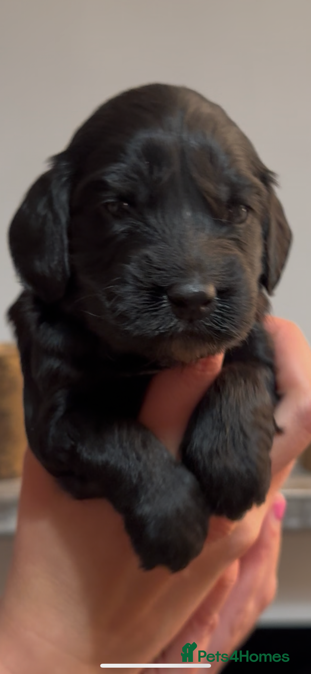 Cockapoo dogs for sale: Beautiful litter of parti and solid Cockapoos - Image 10