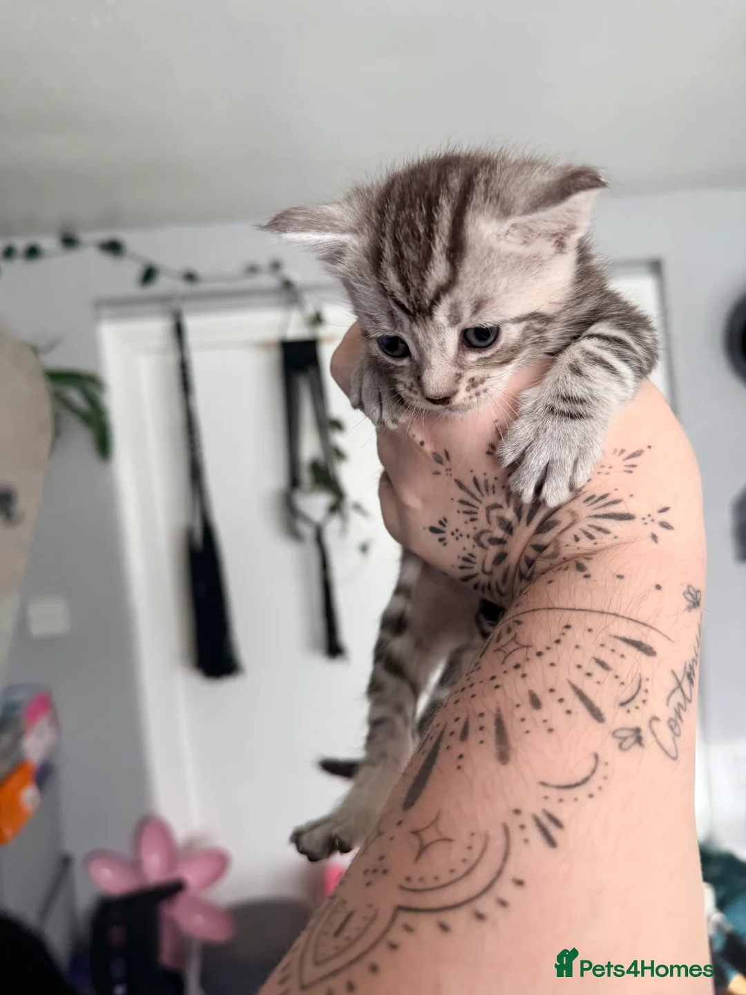 Maine Coon cats for sale: Gorgeous Fluffy Maine Coon Kittens  - Advert 25